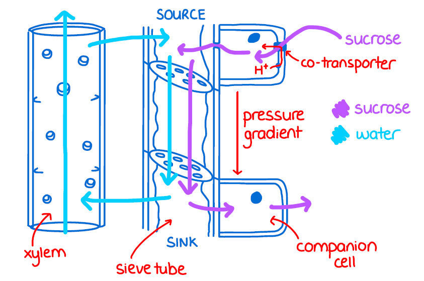 Translocation in Plants - Exchange and Transport Ep 16 - Zoë Huggett ...